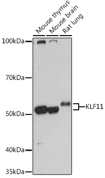 KLF11 Rabbit pAb