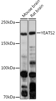 YEATS2 Rabbit pAb
