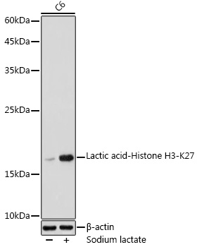 Lactic acid-Histone H3-K27 Rabbit pAb