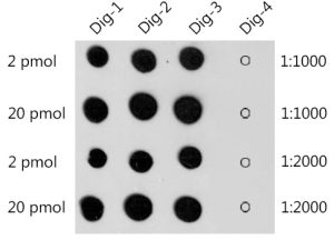Digoxin Rabbit pAb