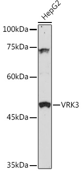 VRK3 Rabbit pAb