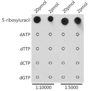 Pseudouridine / 5-ribosyluracil Rabbit pAb