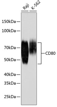 CD80 Rabbit mAb