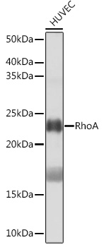 RhoA Rabbit mAb