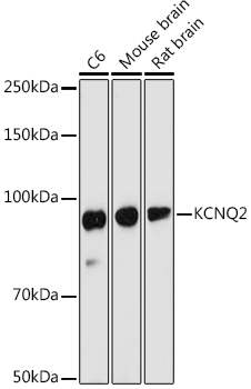 KCNQ2 Rabbit pAb