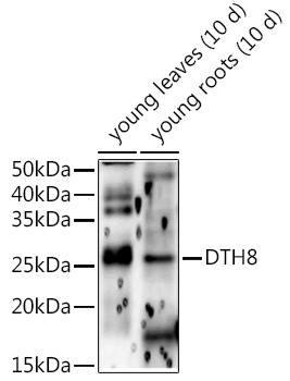 DTH8 Rabbit pAb