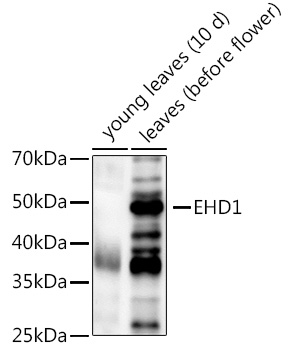 EHD1  Rabbit pAb