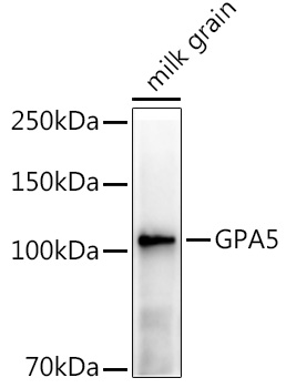 GPA5 Rabbit pAb