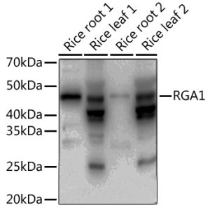 RGA1 Rabbit pAb