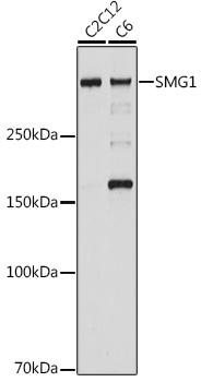 SMG1 Rabbit mAb