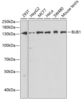 BUB1 Rabbit pAb