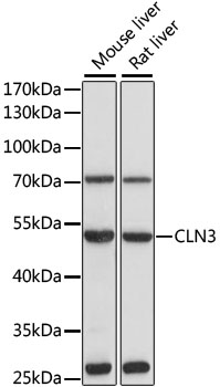 CLN3 Rabbit pAb