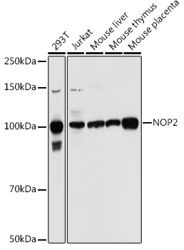 NOP2 Rabbit pAb
