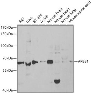 APBB1 Rabbit pAb