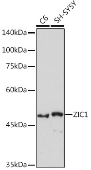 ZIC1 Rabbit mAb