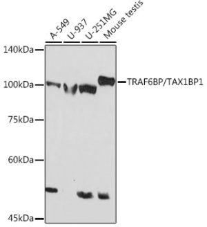 TRAF6BP/TAX1BP1 Rabbit mAb