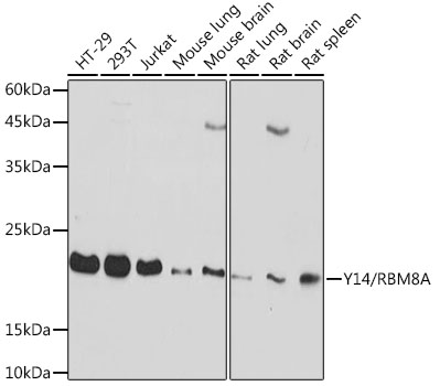 Y14/RBM8A Rabbit mAb