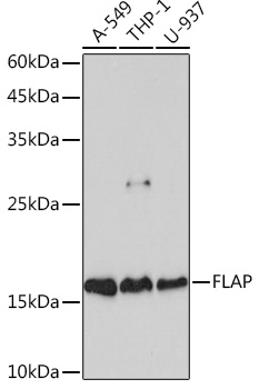 FLAP Rabbit mAb