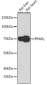 PPARγ Rabbit mAb