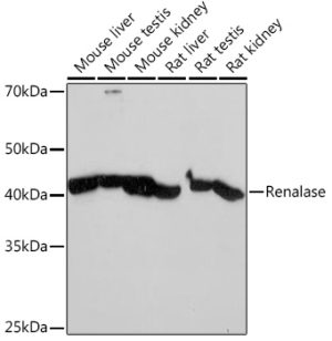 Renalase Rabbit mAb