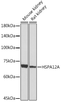 HSPA12A Rabbit mAb