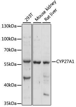 CYP27A1 Rabbit pAb