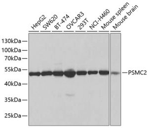 PSMC2 Rabbit pAb