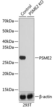 [KO Validated] PSME2 Rabbit pAb