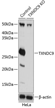 [KO Validated] TXNDC9 Rabbit pAb