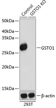 [KO Validated] GSTO1 Rabbit pAb