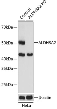 [KO Validated] ALDH3A2 Rabbit pAb