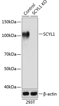 [KO Validated] SCYL1 Rabbit pAb