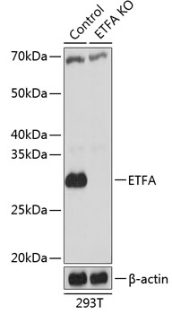 [KO Validated] ETFA Rabbit pAb