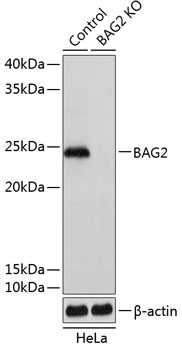 [KO Validated] BAG2 Rabbit pAb