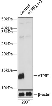 [KO Validated] ATPIF1 Rabbit pAb