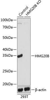 [KO Validated] HMG20B Rabbit pAb