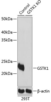 [KO Validated] GSTK1 Rabbit pAb
