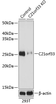 [KO Validated] C21orf33 Rabbit pAb
