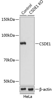 [KO Validated] CSDE1 Rabbit pAb
