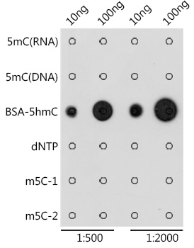 5-Hydroxymethylcytosine/ 5-hmC Rabbit pAb