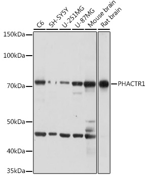 PHACTR1 Rabbit pAb