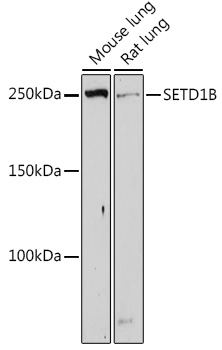 SETD1B Rabbit pAb