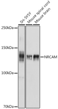 NRCAM Rabbit pAb