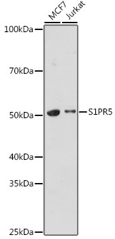 S1PR5 Rabbit pAb