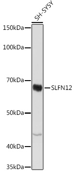 SLFN12 Rabbit pAb