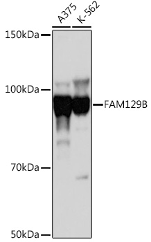 FAM129B Rabbit pAb