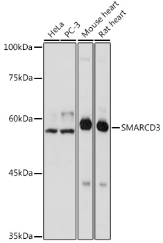 SMARCD3 Rabbit pAb