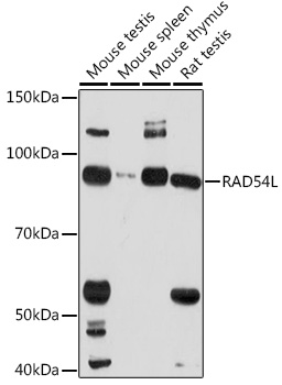RAD54L Rabbit pAb