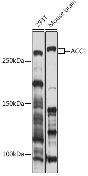 ACC1 Rabbit pAb