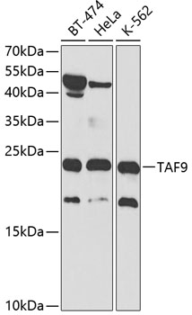 TAF9 Rabbit pAb